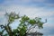 Lovely shot of Heron birds photographed in its natural environment sitting on branches of an aquatic tree inside of the