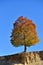 Lovely single autumn colored tree on the edge against clear blue