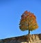 Lovely single autumn colored tree on the edge against clear blue