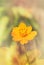 Lovely single yellow flower cosmos on soft colour background