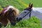 A lovely skewbald miniature Shetland pony walking across a field