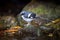 Lovely Slaty-backed forktail