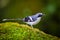 Lovely Slaty-backed forktail