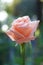 Lovely soft orange pink color rose flower with blur green garden background, sweet valentine present concept