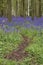 Lovely soft Spring light in bluebell woodland with vibrant colors and dense beech trees landscape