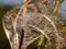 Lovely spiral odd shape plant dandelion strands close