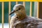 Lovely Spotted dove or spilopelia chinensis or pearl-necked dove resting - nature photography