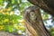 Lovely Spotted owlet relax on it tree hollow