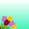 Lovely spring background with tulip flowers.