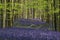 Lovely Spring bluebell forest giving calm peaceful feeling in English countryside