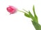 Lovely spring colored tulip, isolated