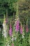 Lovely springtime foxgloves