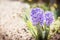 Lovely springtime Hyacinths flowers on flowers bed in garden or park, floral outdoor