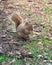 Lovely squirrel in autumn park medium shot