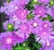 Lovely Stokeasia Leavis Purple Parasol flowers