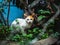 Lovely stray cats lounging on the street and waiting for someone to feed them in an old village. Little Street Cat, posing for