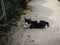 Lovely stray cats lounging on the street and waiting for someone to feed them in an old village. Little Street Cat, posing for