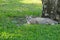 Lovely, stray, homeless, grey, white and striped tan cat, lounging in the nice grass, enjoying the tree shade in a lush Thai park.