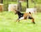 Lovely striped baby goat running on grass