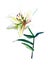 Lovely subtle beige lily on a white background isolated watercolor