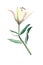 Lovely subtle beige lily on a white background isolated watercolor