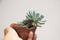 The lovely succulent pot background