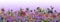 Lovely summer wide banner. Beautiful lantana flowers with green leaves on light purple background. Horizontal template