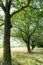 Lovely summertimne oaks in line in a golden meadow with tall grass