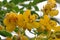 Lovely sunny yellow flowers of the Valamuerto Tree
