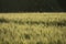 Lovely sunset over the wheat fields