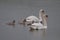 Lovely swan family with chicks