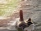 A lovely swan at the local lake with natural flare