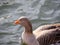 A lovely swan at the local lake with natural flare