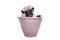 Lovely sweet pug dog sitting in plant pot, wearing pale pink flowers diadem