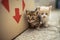 Lovely tabby and beige white fluffy kittens walk on the street near the box