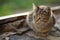 Lovely tabby cat relaxed outdoors, close up portrait