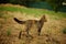 Lovely tabby kitten hunting in summer garden