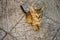 Lovely tabby kitten sitting on the stone floor outdoor