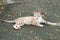 A lovely tan and white stray cat, lounging on the street, in a lush green park.