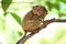 Lovely tarsier sitting on a tree