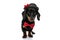 Lovely Teckel puppy wearing bowtie and hat, curiously looking forward