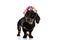 Lovely Teckel puppy wearing a colorful flower headband