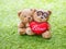 Lovely teddy brown bear and red heart shape