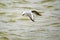 A lovely tern is flying on the water