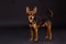 Lovely terrier puppy, studio portrait.