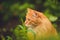 Lovely thoroughbred redhead kitten. Breed Kurilian Bobtail. Hypoallergenic breed of cats. green grass walk