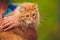 Lovely thoroughbred redhead kitten. Breed Kurilian Bobtail. Hypoallergenic breed of cats. woman mistress holds