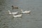 Lovely three white ducks continue to swim and met a new friend on the middle pool