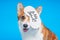 Lovely tired Welsh corgi Pembroke or Cardigan dog with sleep mask on its eye that says Do not disturb. Pet is going to