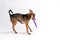 Lovely toy-terrier with purple hoola hoop.